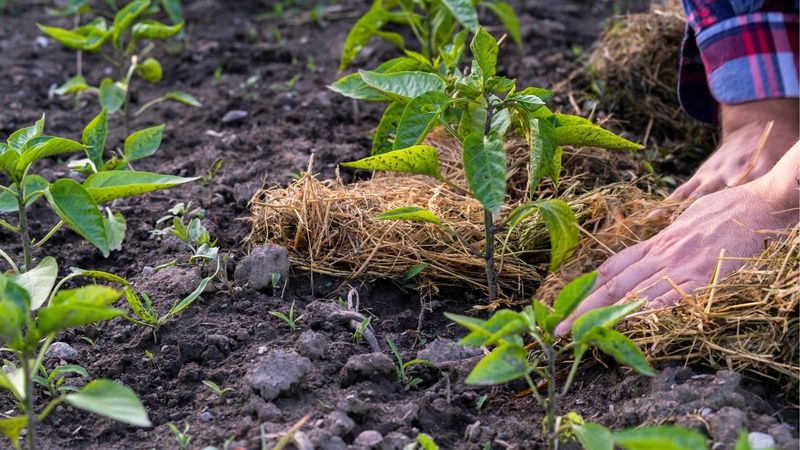 Evening Watering Can Leave Plants Damp Overnight