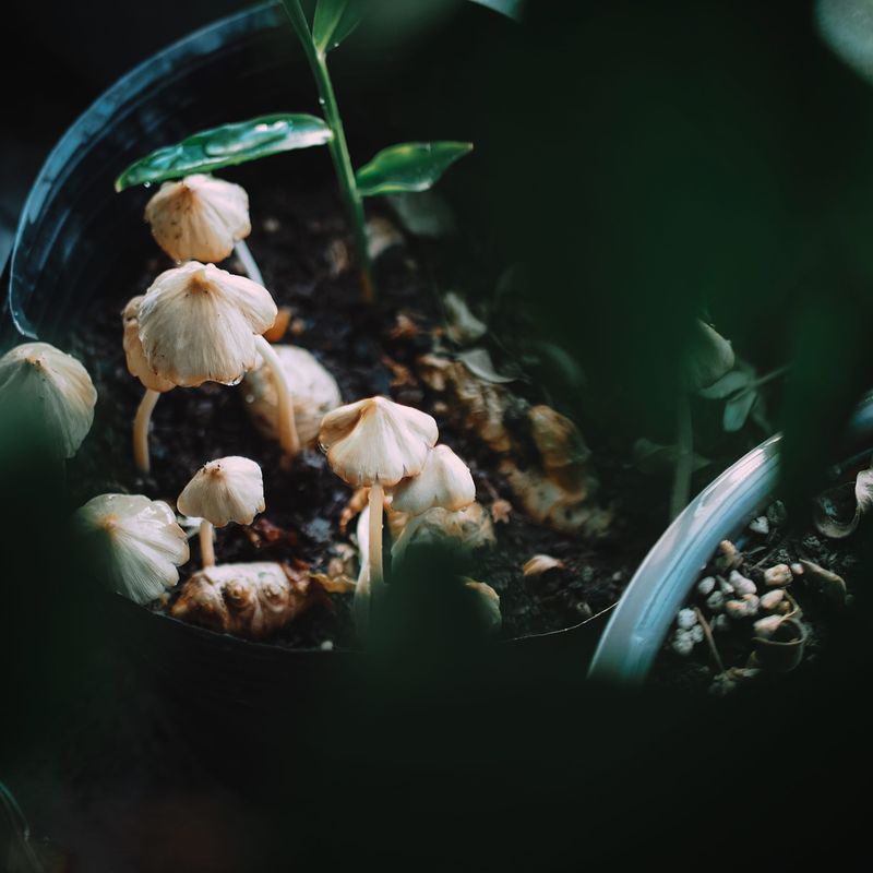 Evening Watering Carries Risks Of Fungal Growth And Rot Evening Watering Carries Risks Of Fungal Growth And Rot