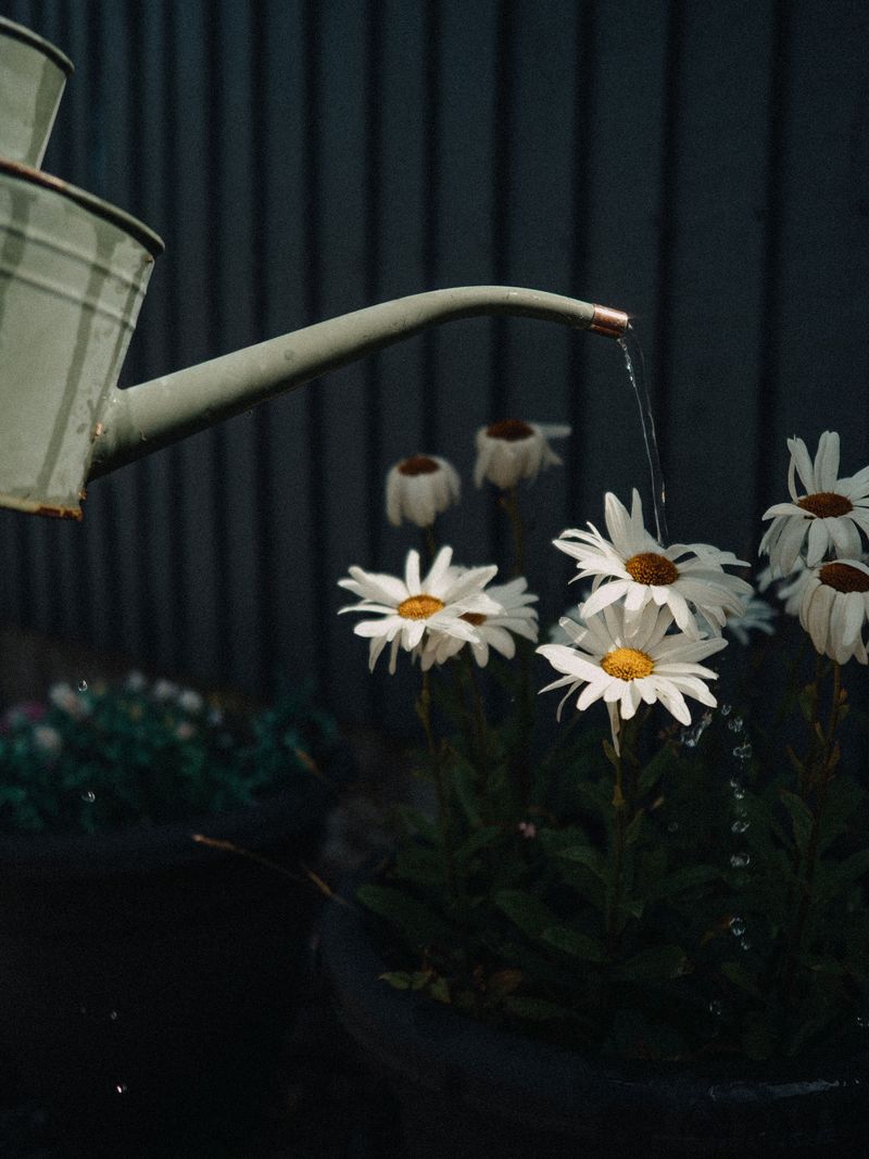 Evening Watering Invites Fungal Disease Overnight Evening Watering Invites Fungal Disease Overnight