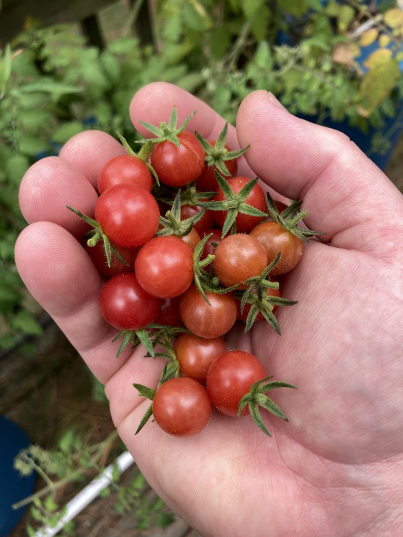 Everglades Tomato Keeps Fruiting In Heat Everglades Tomato Keeps Fruiting In Heat