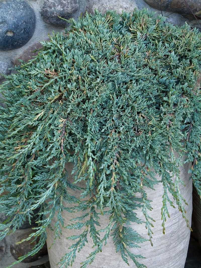 Evergreen Coverage Works All Winter Evergreen Coverage Works All Winter