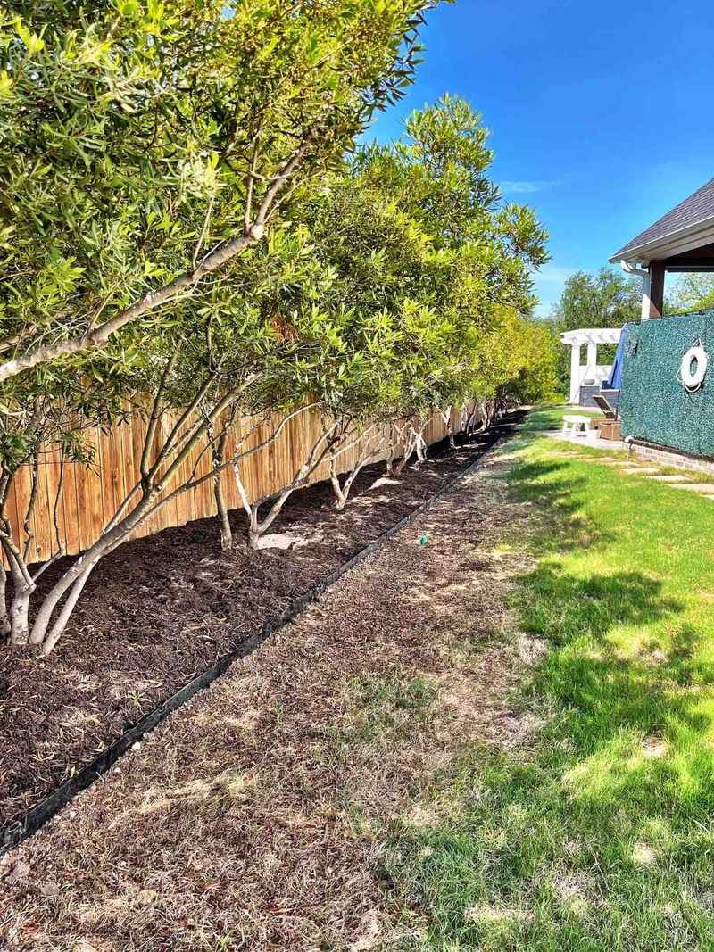 Evergreen Foliage Hides Thin Lawn Spots Evergreen Foliage Hides Thin Lawn Spots