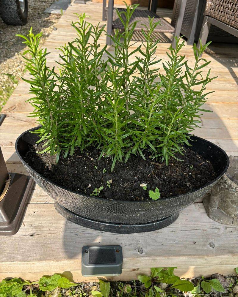 Evergreen Foliage That Keeps Giving Year-Round