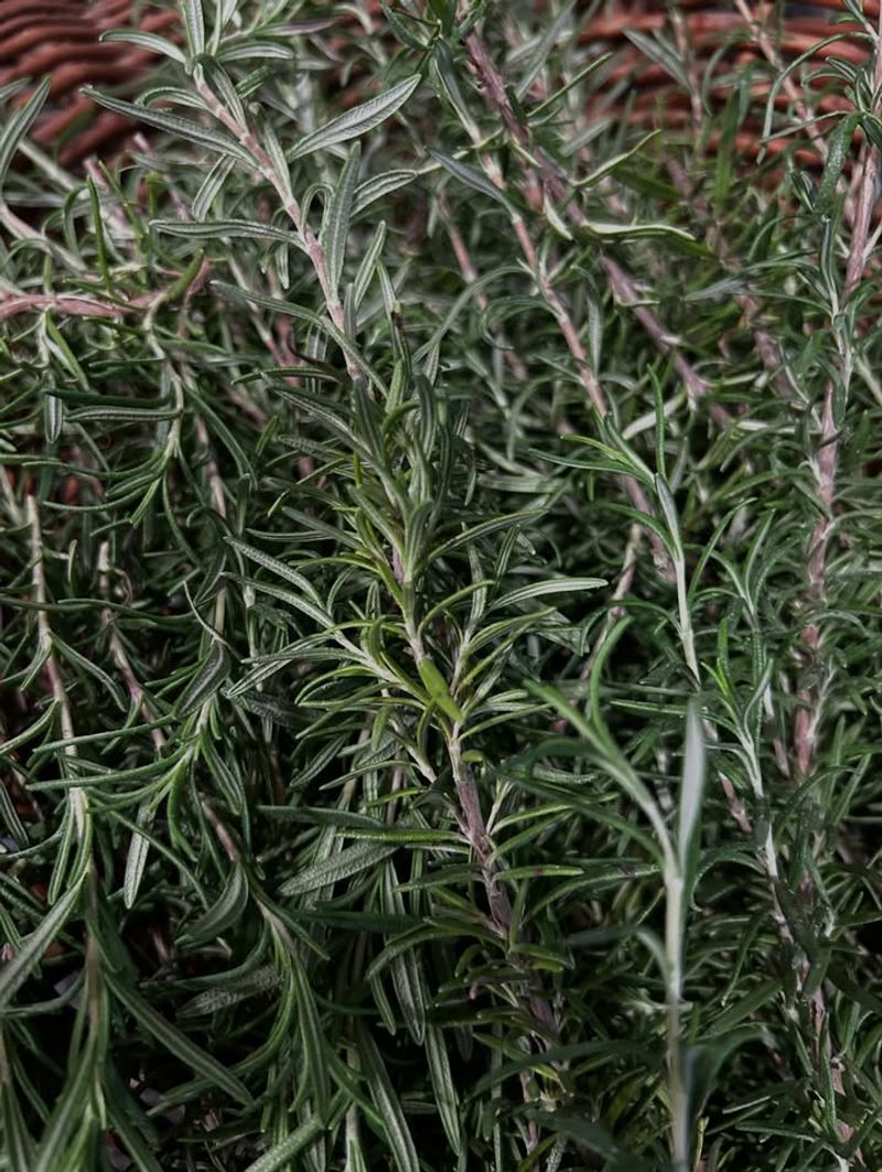 Evergreen Growth Suggests Continuity Through The Seasons