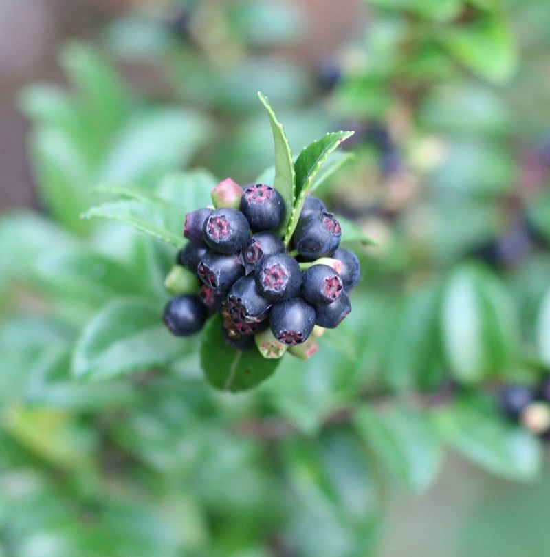 Evergreen Huckleberry Brings Glossy Flavor Evergreen Huckleberry Brings Glossy Flavor