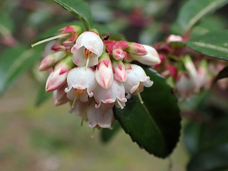Evergreen Huckleberry (Vaccinium Ovatum) Evergreen Huckleberry (Vaccinium Ovatum)