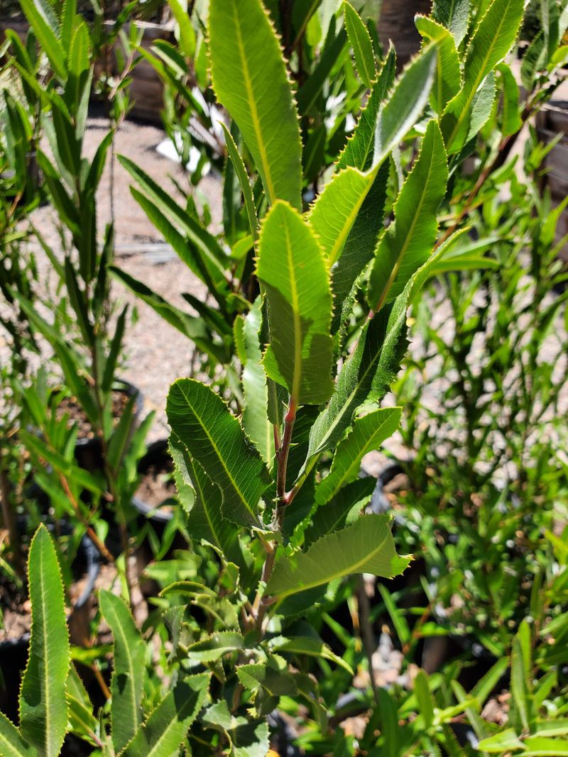 Evergreen Leaves Keep The Landscape Green Year-Round Evergreen Leaves Keep The Landscape Green Year-Round