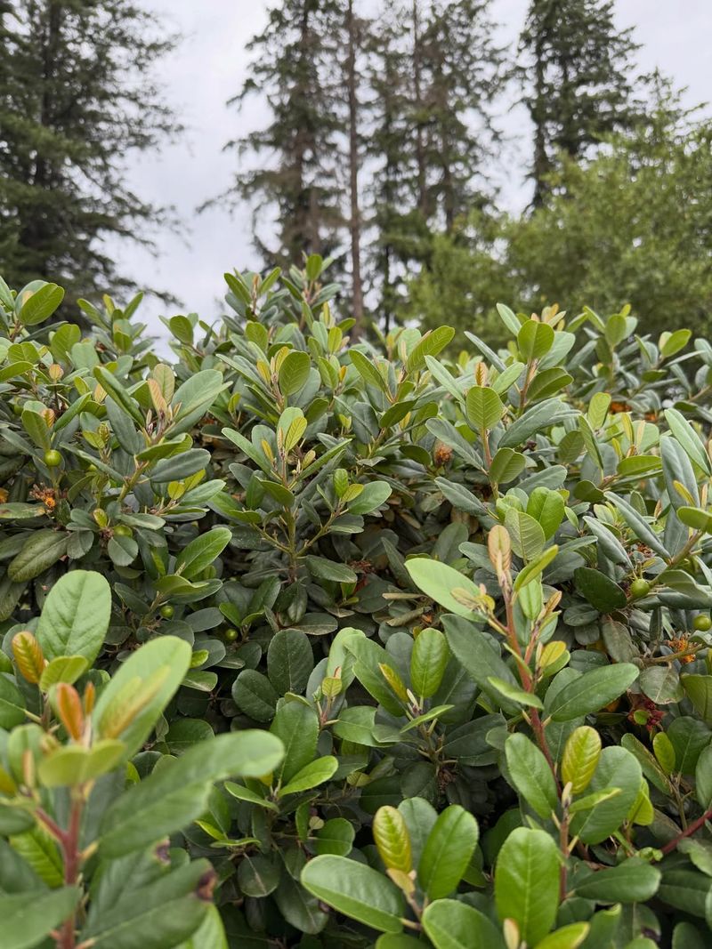 Evergreen Leaves Make The Yard Look Finished Evergreen Leaves Make The Yard Look Finished