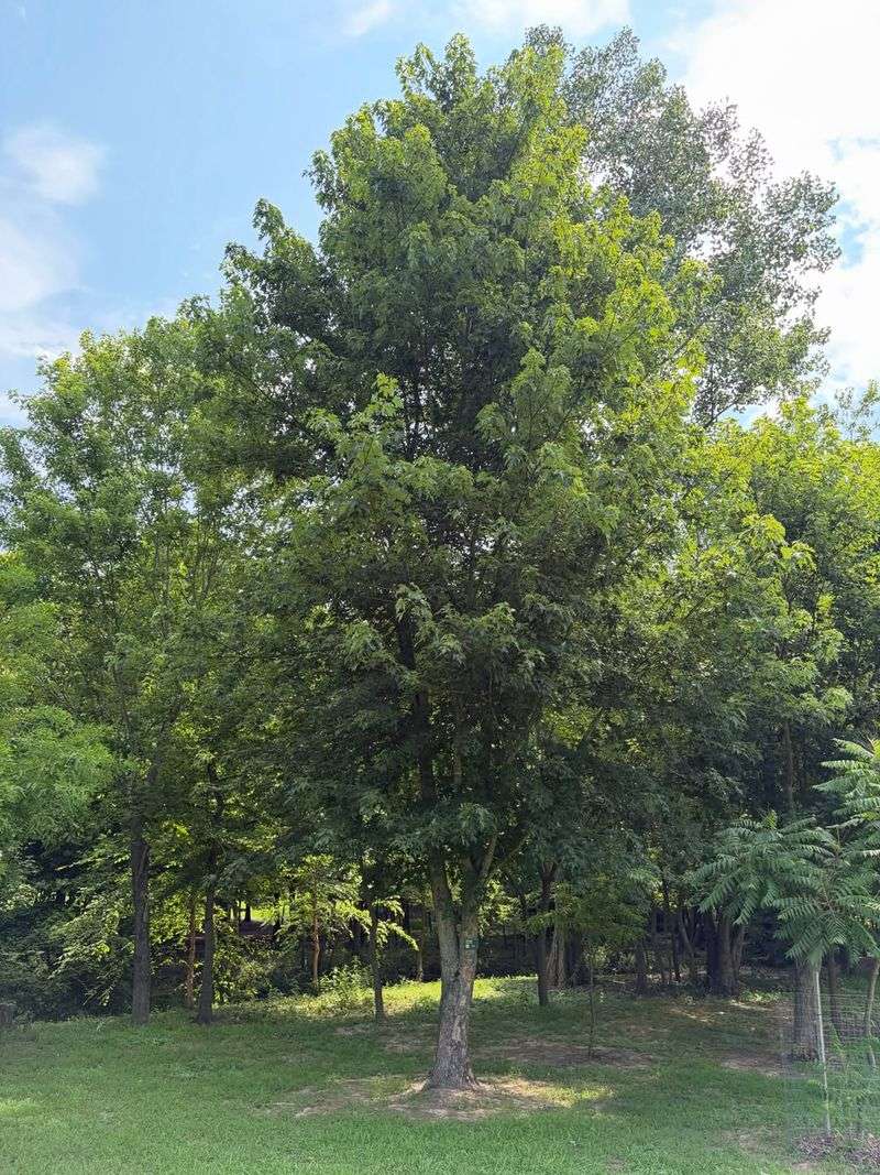 Evergreen Shade Makes It Useful In Hot North Carolina Yards Evergreen Shade Makes It Useful In Hot North Carolina Yards