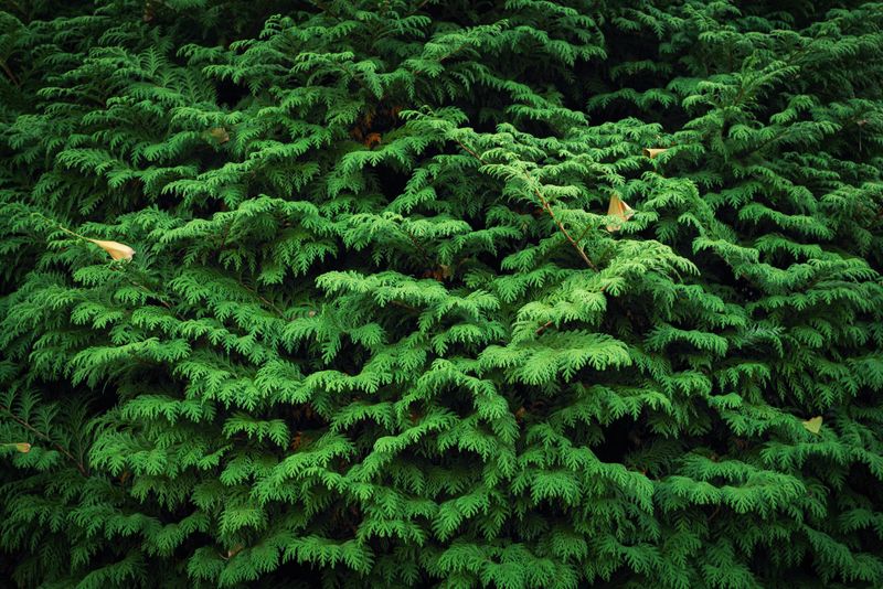 Evergreens Lose Winter Hardiness With Continued Feeding