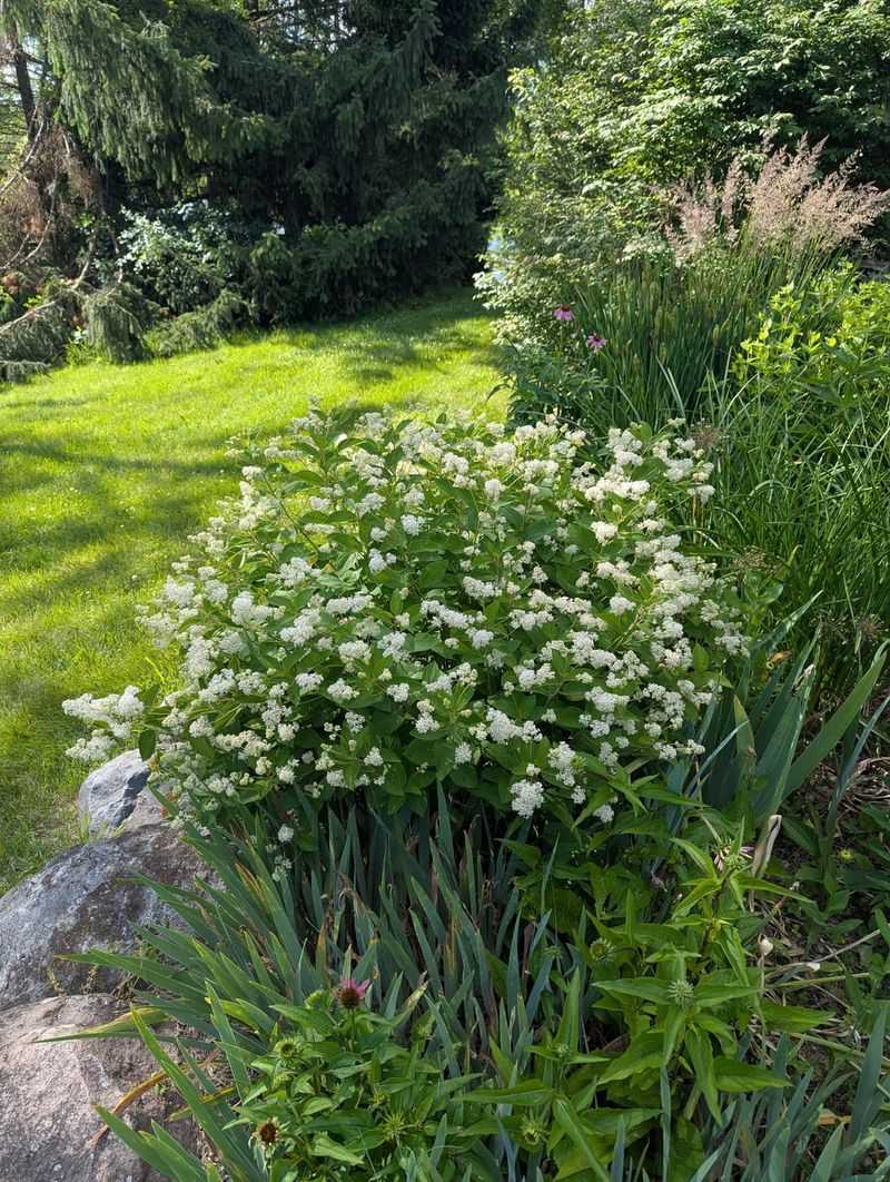 Every New Jersey Gardener Should Bring This Herb Back Every New Jersey Gardener Should Bring This Herb Back