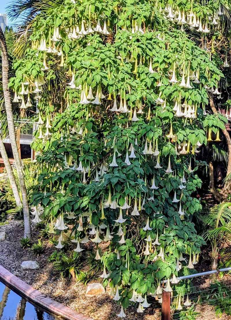 Every Part Of The Plant Is Poisonous Every Part Of The Plant Is Poisonous