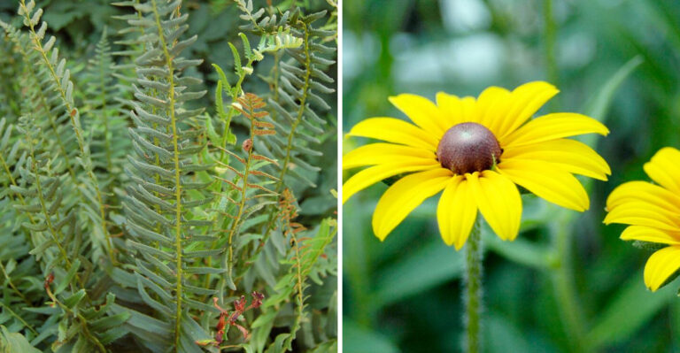Every Tennessee Yard Should Have These Native Smoky Mountains Plants