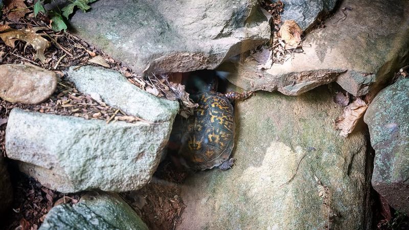 Every Wild Adult Matters To Local Populations Every Wild Adult Matters To Local Populations