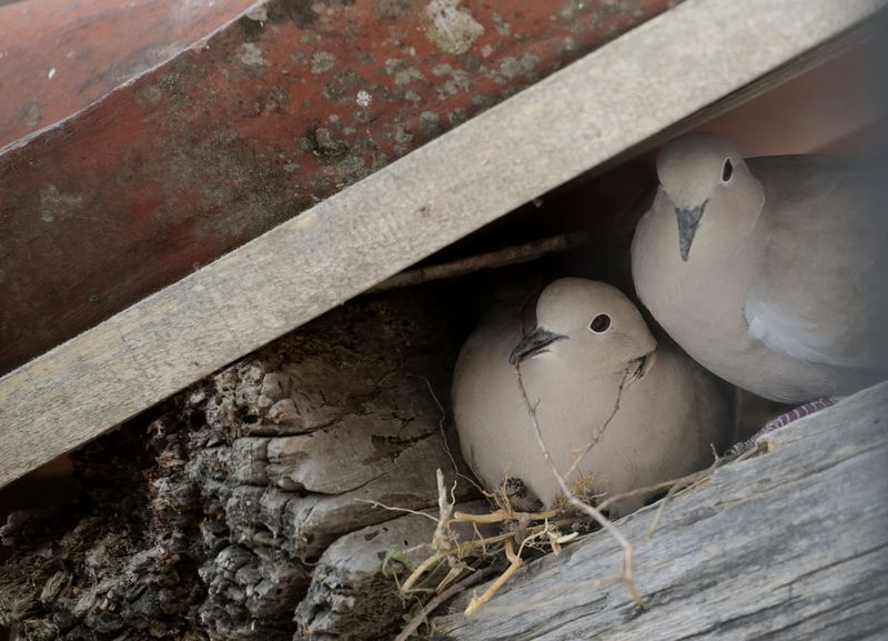 Everything A Nesting Pair Actually Needs From Your Yard Everything A Nesting Pair Actually Needs From Your Yard