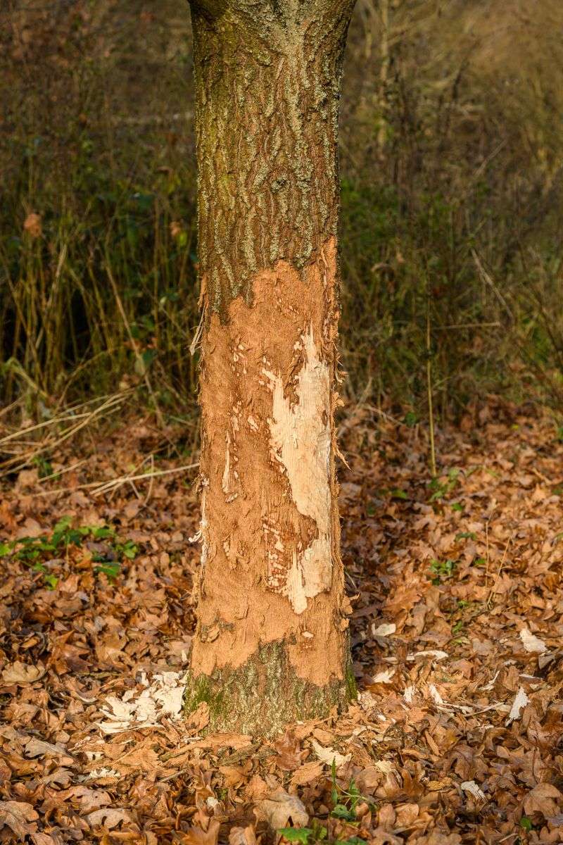 Examine Bark Damage Around The Trunk Examine Bark Damage Around The Trunk