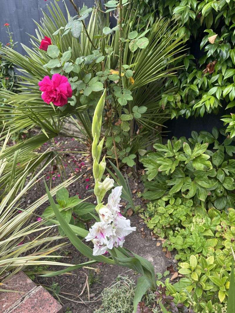 Examine Gladiolus Flower Spikes While They Remain Enclosed Examine Gladiolus Flower Spikes While They Remain Enclosed