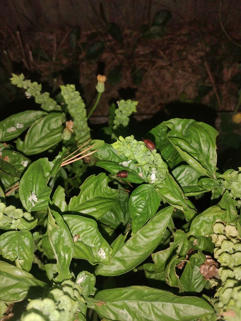 Examine Plants Beside Porch And Landscape Lights
