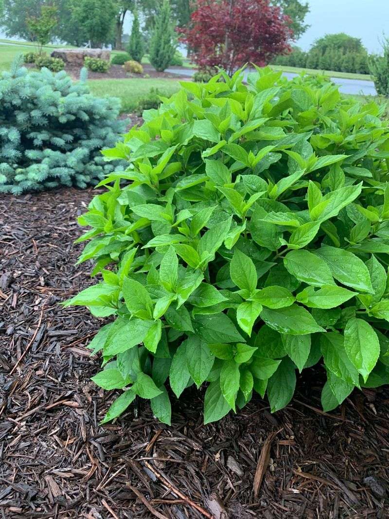 Excess Nitrogen Encourages Leaves Over Blooms