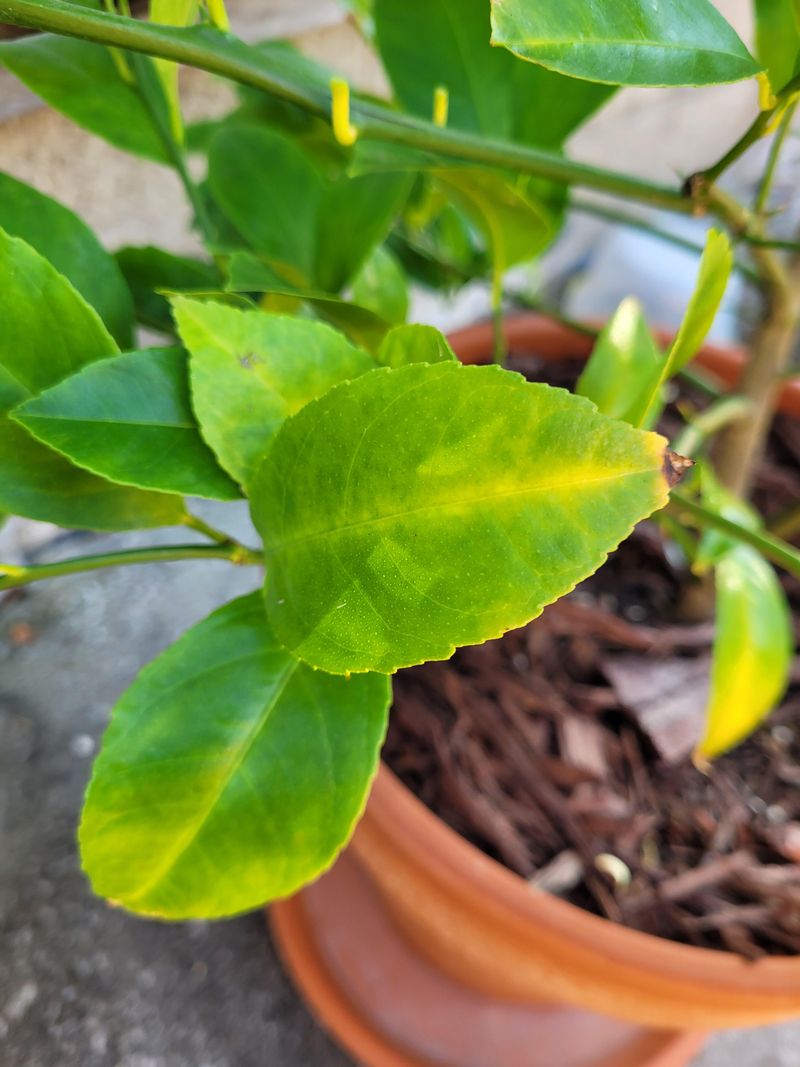 Excess Nitrogen Pushes Soft Growth