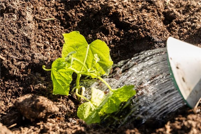 Excess Water Is Limiting Root Function