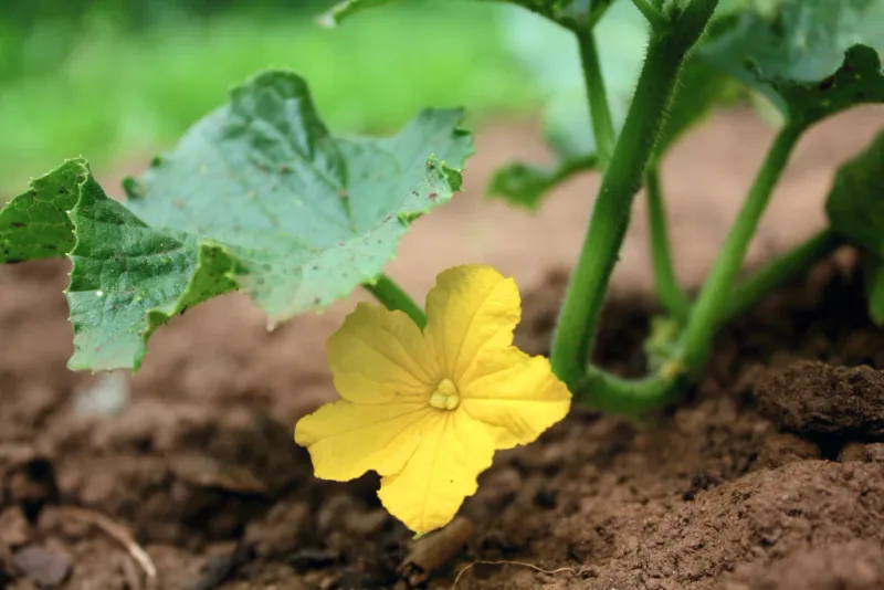 Excessive Fertility That Encourages Leaves Instead Of Fruit Excessive Fertility That Encourages Leaves Instead Of Fruit