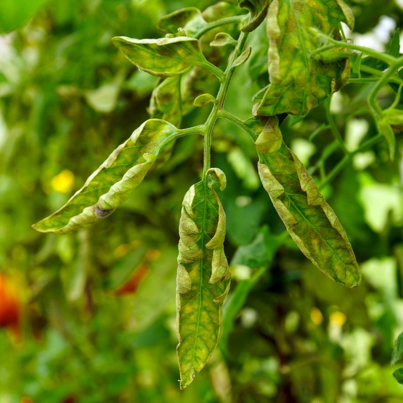 Excessive Nitrogen Fertilizer Leads To Leaf Curl Excessive Nitrogen Fertilizer Leads To Leaf Curl