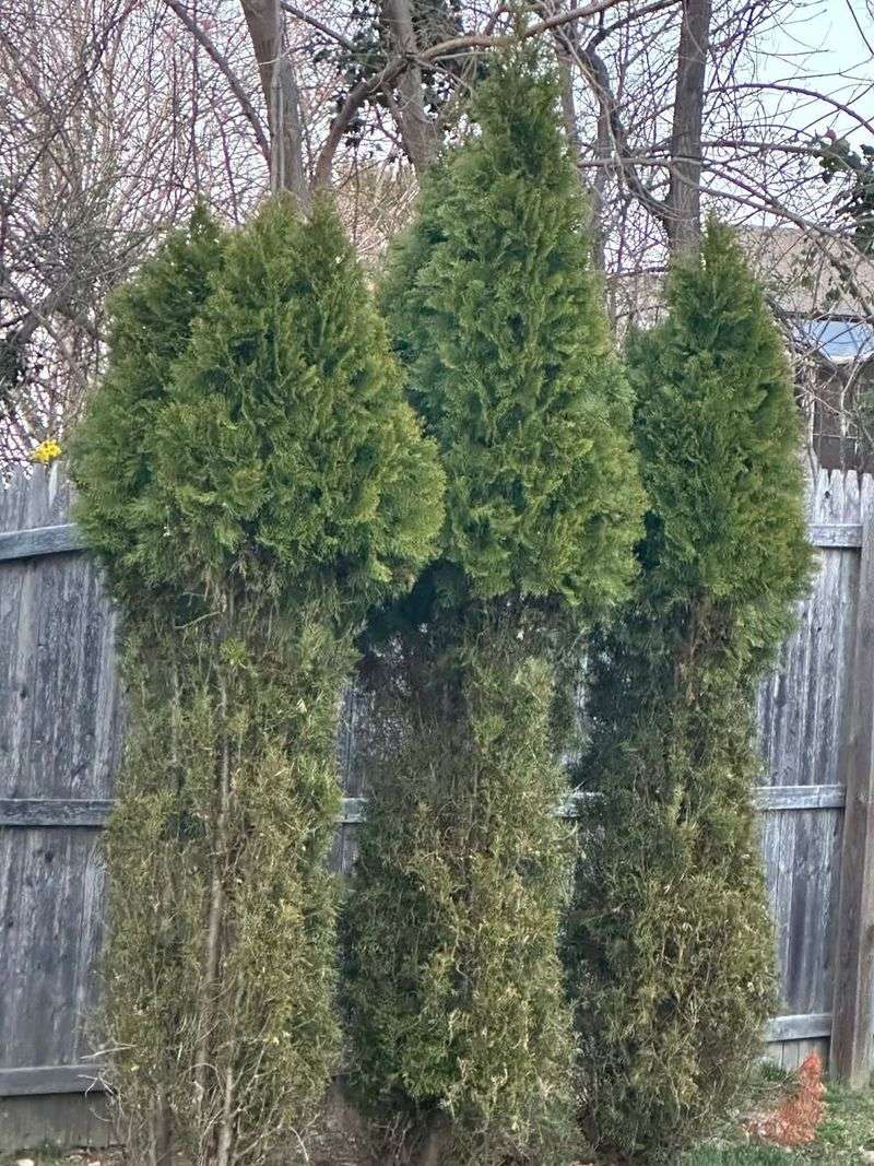Existing Arborvitae Need Barriers Or Consistent Protection