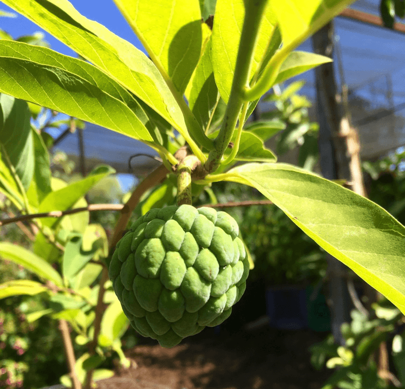 Exotica Rare Fruit Nursery — Vista