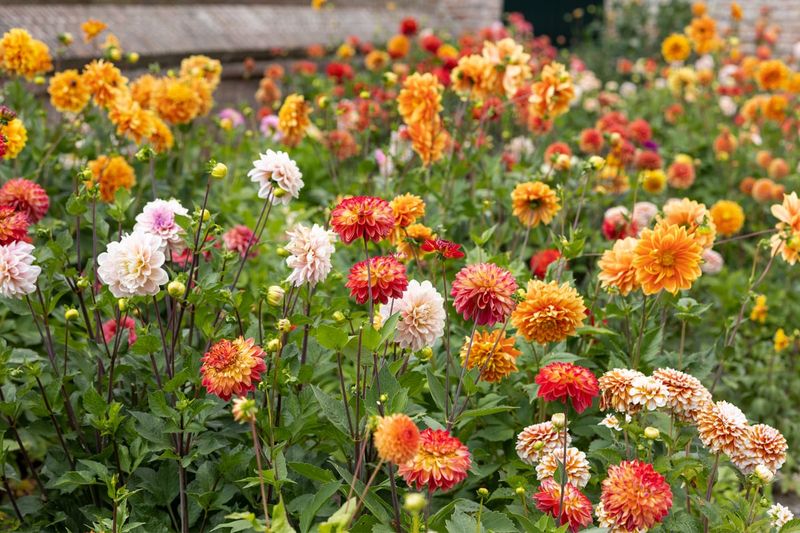 Expect Blooms Until Frost With Good Care