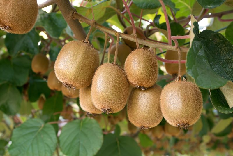 Expect Fruit Only After The Vine Matures Expect Fruit Only After The Vine Matures