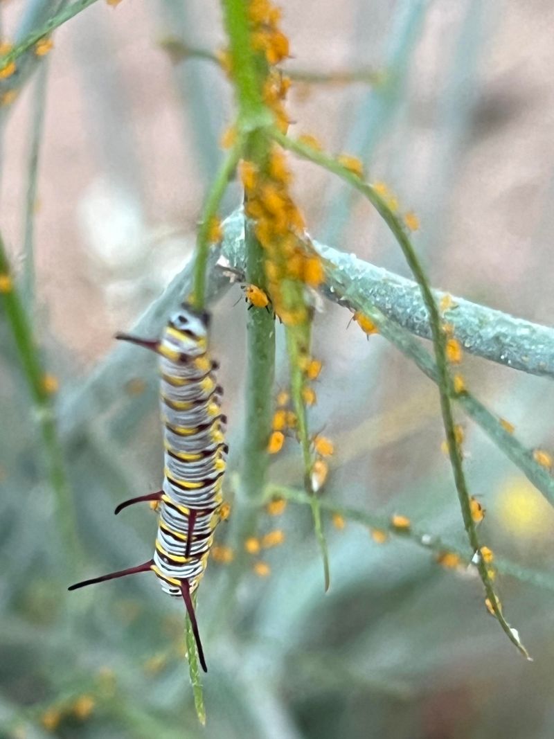 Expect Monarch Caterpillars To Feed On The Leaves Expect Monarch Caterpillars To Feed On The Leaves
