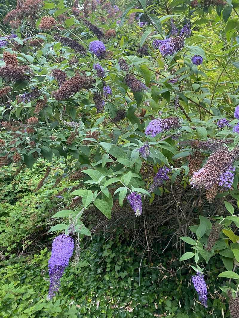 Expect Rebloom To Vary By Variety Expect Rebloom To Vary By Variety