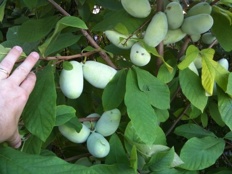 Expect a Flexible Fall Harvest