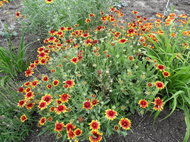 Expect a Short-Lived Plant That May Reseed