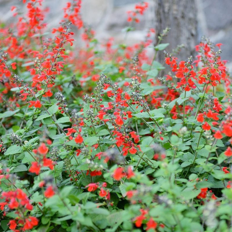 Expecting Every Salvia To Bloom The Same Way