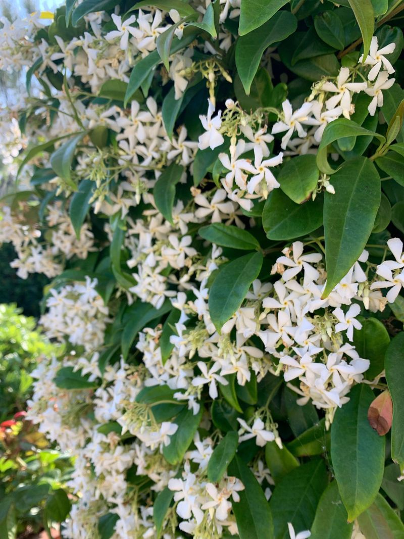 Expecting Flowers To Last Through Every Heat Spell Expecting Flowers To Last Through Every Heat Spell