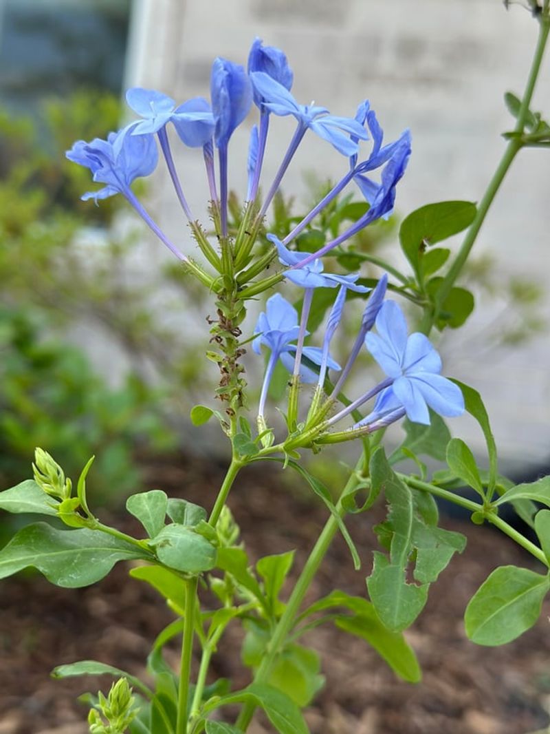 Expecting Strong Blooms After Cold Damage