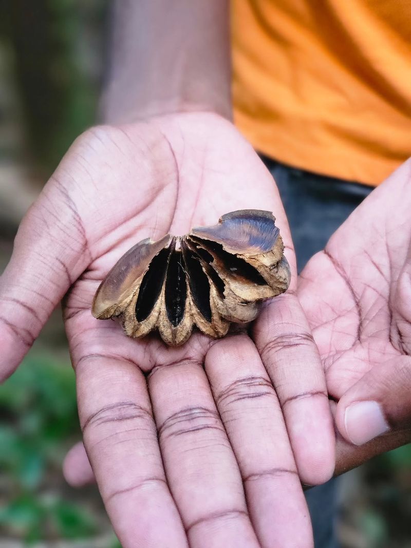 Exploding Seed Pods Make It Infamous