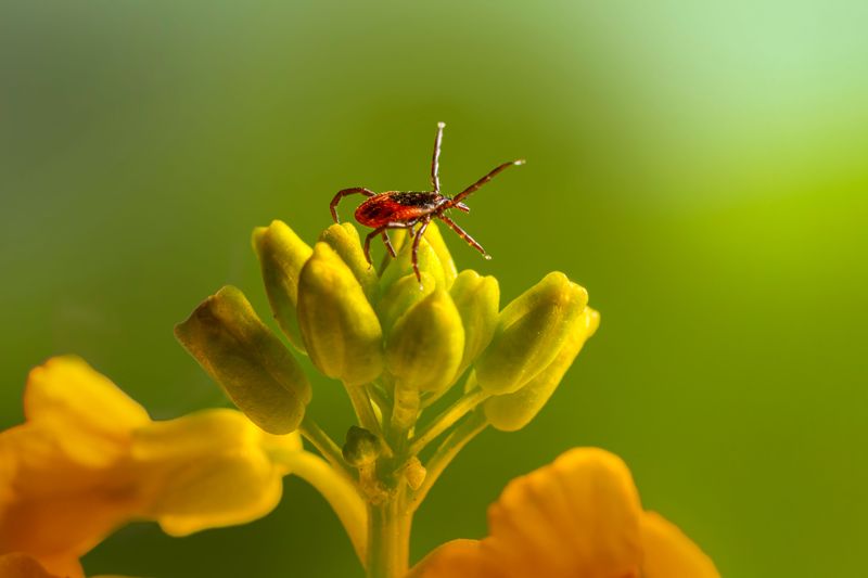 Exploring Other Benefits Beyond Tick Control