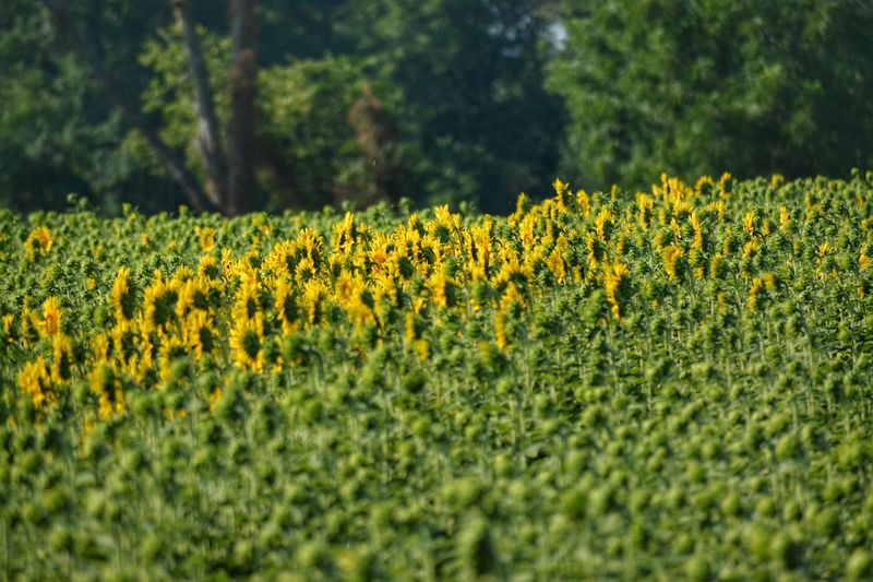 Exploring The Farm's Golden Fields And Scenic Backdrops
