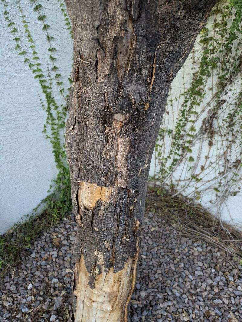 Exposed Bark Takes The Hit