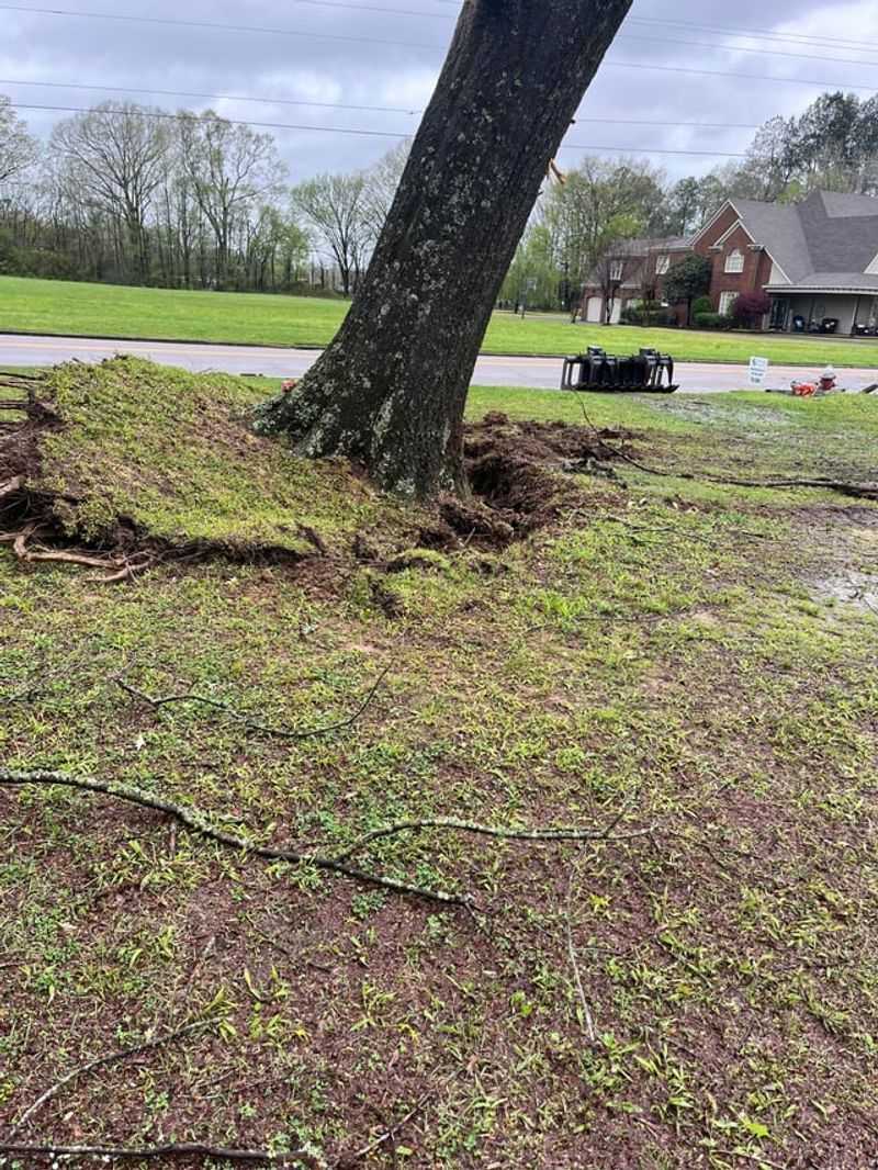 Exposed Roots Can Make Trees Less Stable Exposed Roots Can Make Trees Less Stable