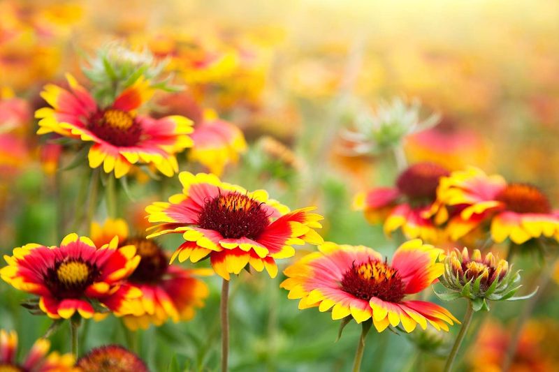 Extend Flowers With Light Maintenance Extend Flowers With Light Maintenance