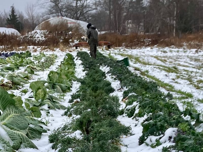 Extending Your Kale Harvest Into Late Fall And Winter Extending Your Kale Harvest Into Late Fall And Winter
