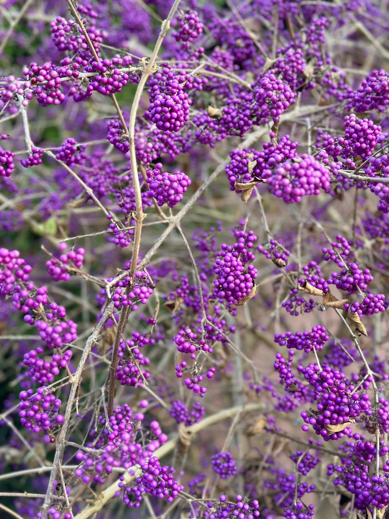 Extra Benefits For Birds, Pollinators And Fall Color Extra Benefits For Birds, Pollinators And Fall Color