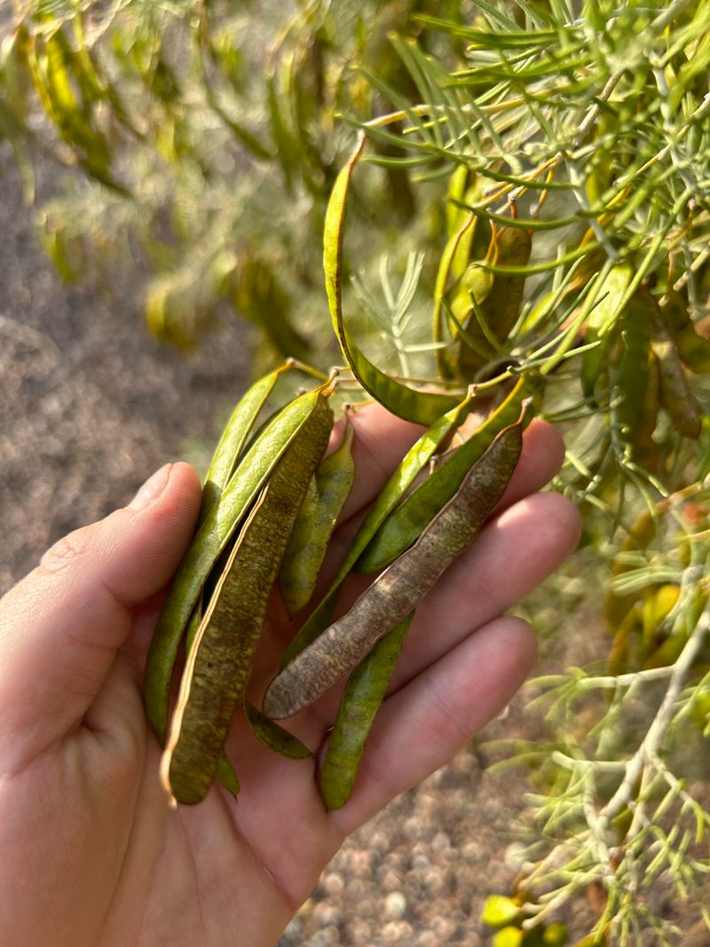 Extra Irrigation Can Increase Seasonal Litter