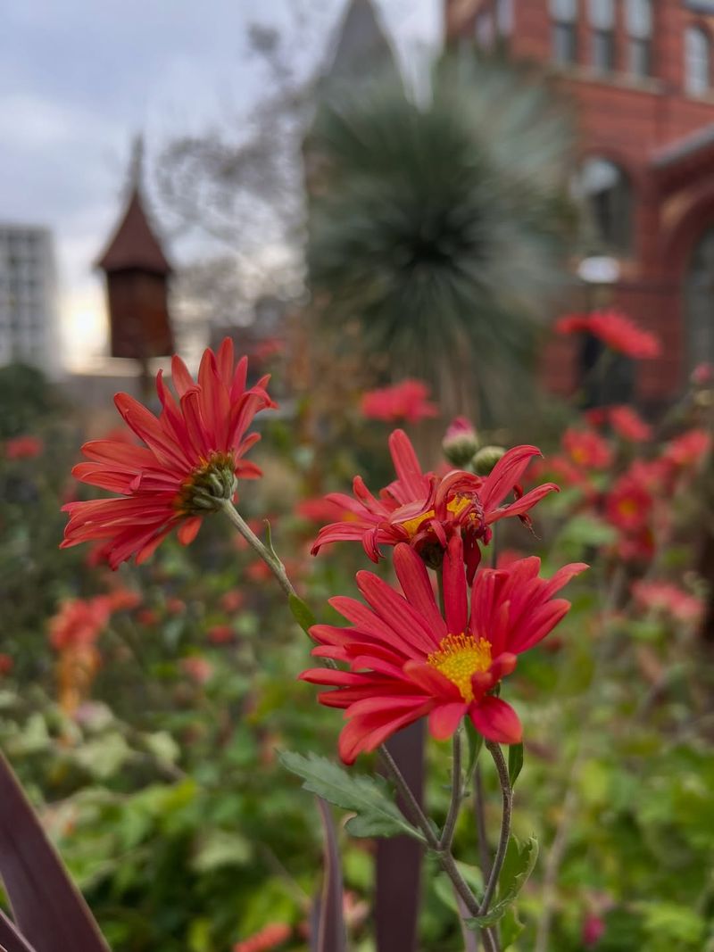 Extra Nitrogen Does Not Guarantee More Fall Flowers Extra Nitrogen Does Not Guarantee More Fall Flowers