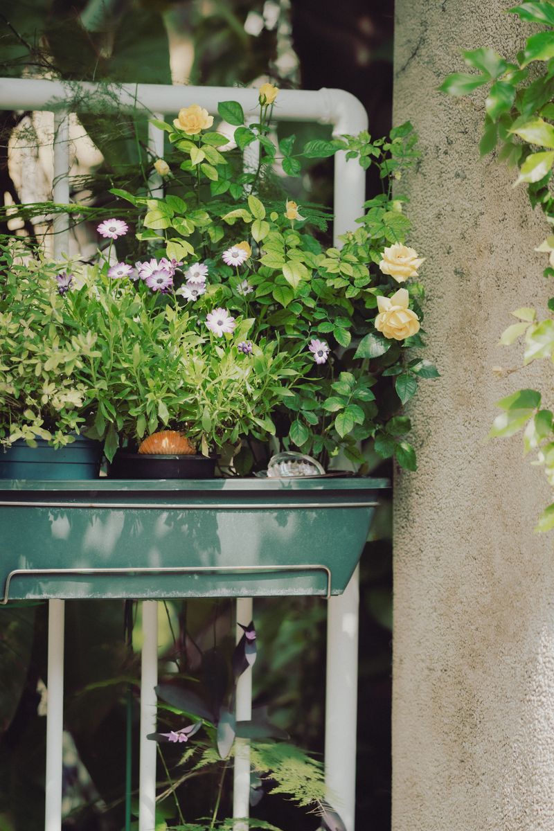 Extra Steps To Protect Container Plants Through Peak Summer Heat Extra Steps To Protect Container Plants Through Peak Summer Heat