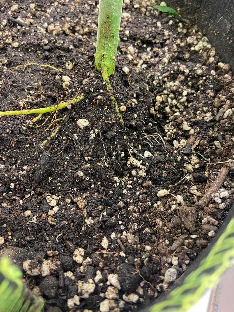 Extra Water Pushes Roots Toward The Surface Extra Water Pushes Roots Toward The Surface